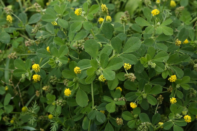 Изображение особи Medicago lupulina.