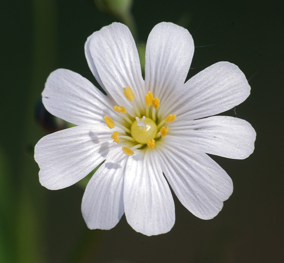 Изображение особи Stellaria holostea.