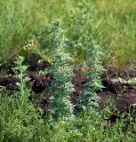 Artemisia absinthium. Молодые растения. Воронежская обл., Павловский р-н, окр. с. Михайловка (Шипов лес). 18.06.2011.