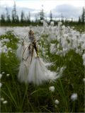 Eriophorum angustifolium. Верхушка плодоносящего растения. Полярный Урал, долина Лагортаю. 30.07.2011.