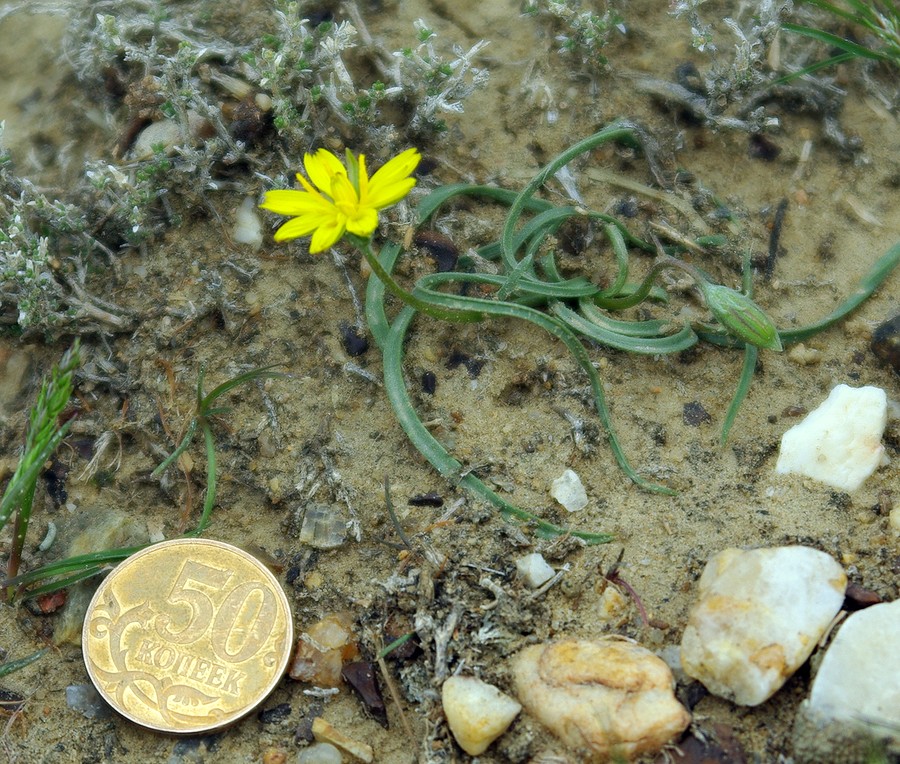 Image of Scorzonera tuberosa specimen.