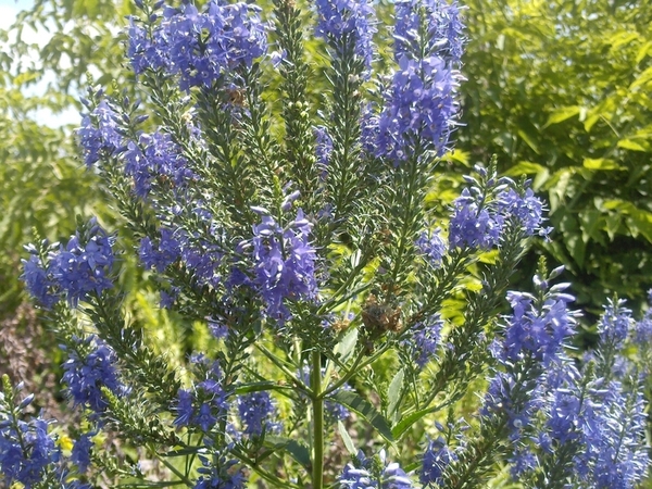 Изображение особи Veronica longifolia.