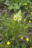 Pedicularis condensata. Цветущее растение. Кабардино-Балкария, Эльбрусский р-н, гора Чегет, 2500 м н.у.м. 26.06.2008.