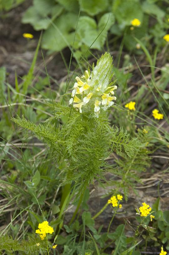 Изображение особи Pedicularis condensata.