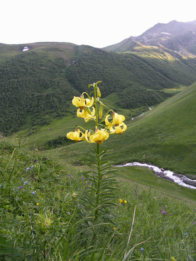 Изображение особи Lilium kesselringianum.