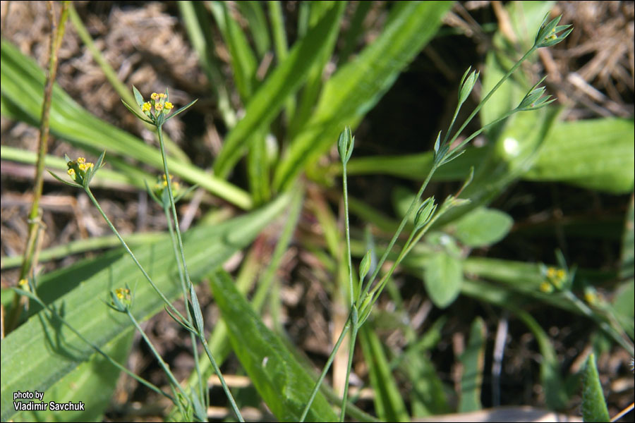 Image of Bupleurum tenuissimum specimen.