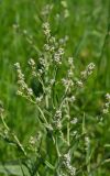 Lepidium latifolium