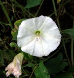 Convolvulus arvensis. Цветок. Нижегородская обл., Кстовский р-н, пойма р. Кудьма, пашня. 14.07.2011.