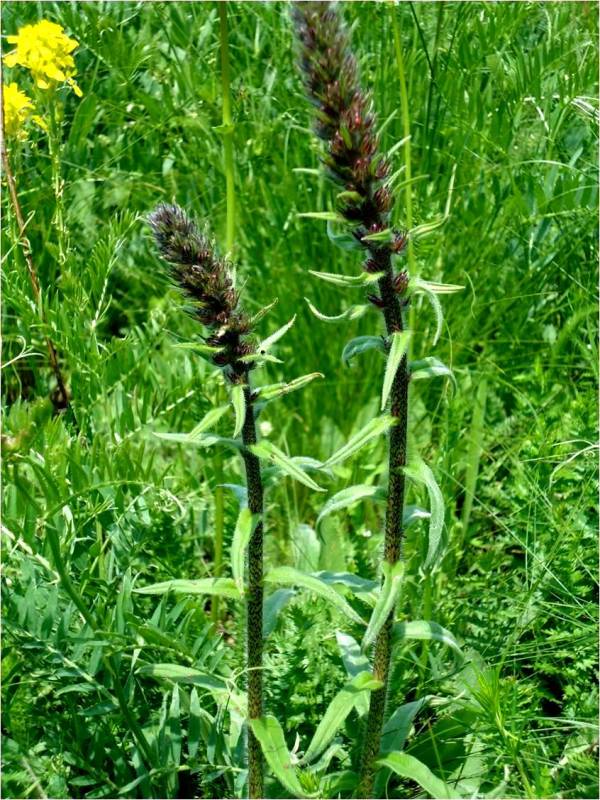 Изображение особи Echium russicum.