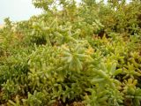 familia Chenopodiaceae