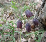 Fritillaria ruthenica