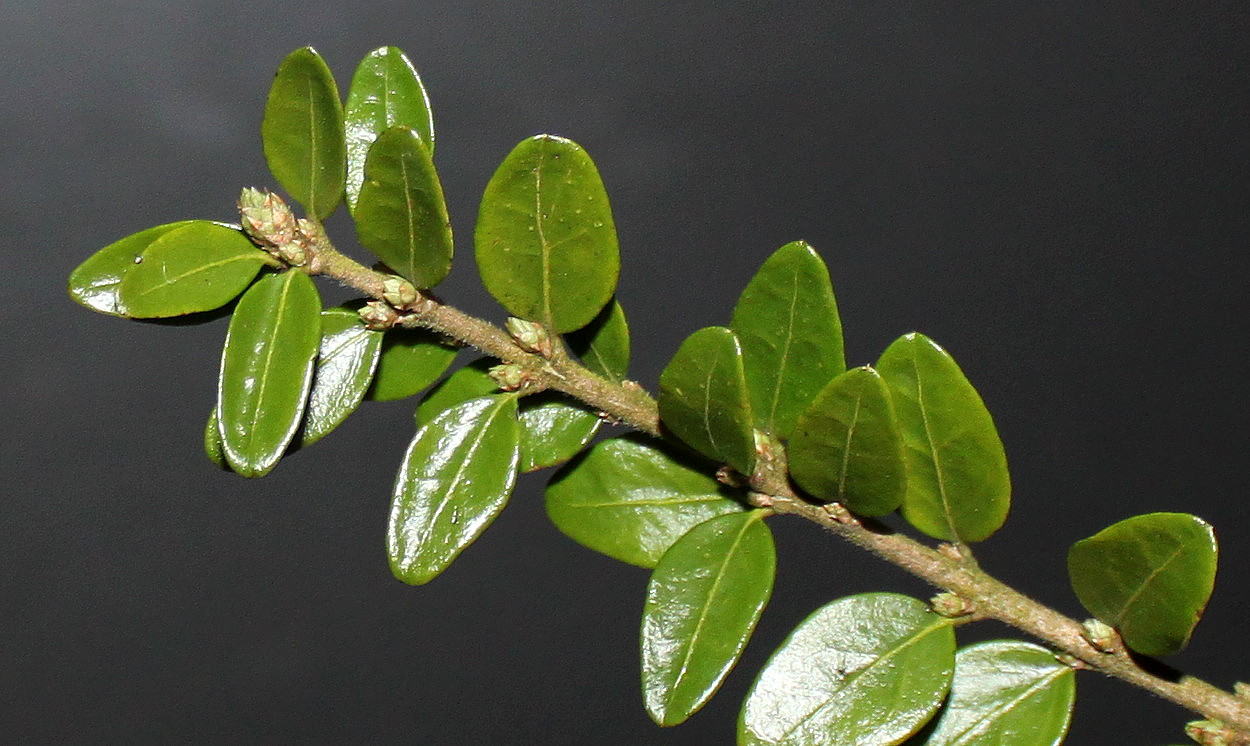Изображение особи Lonicera ligustrina var. yunnanensis.