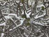 Изображение особи. Автор - Ирина Гайворонская