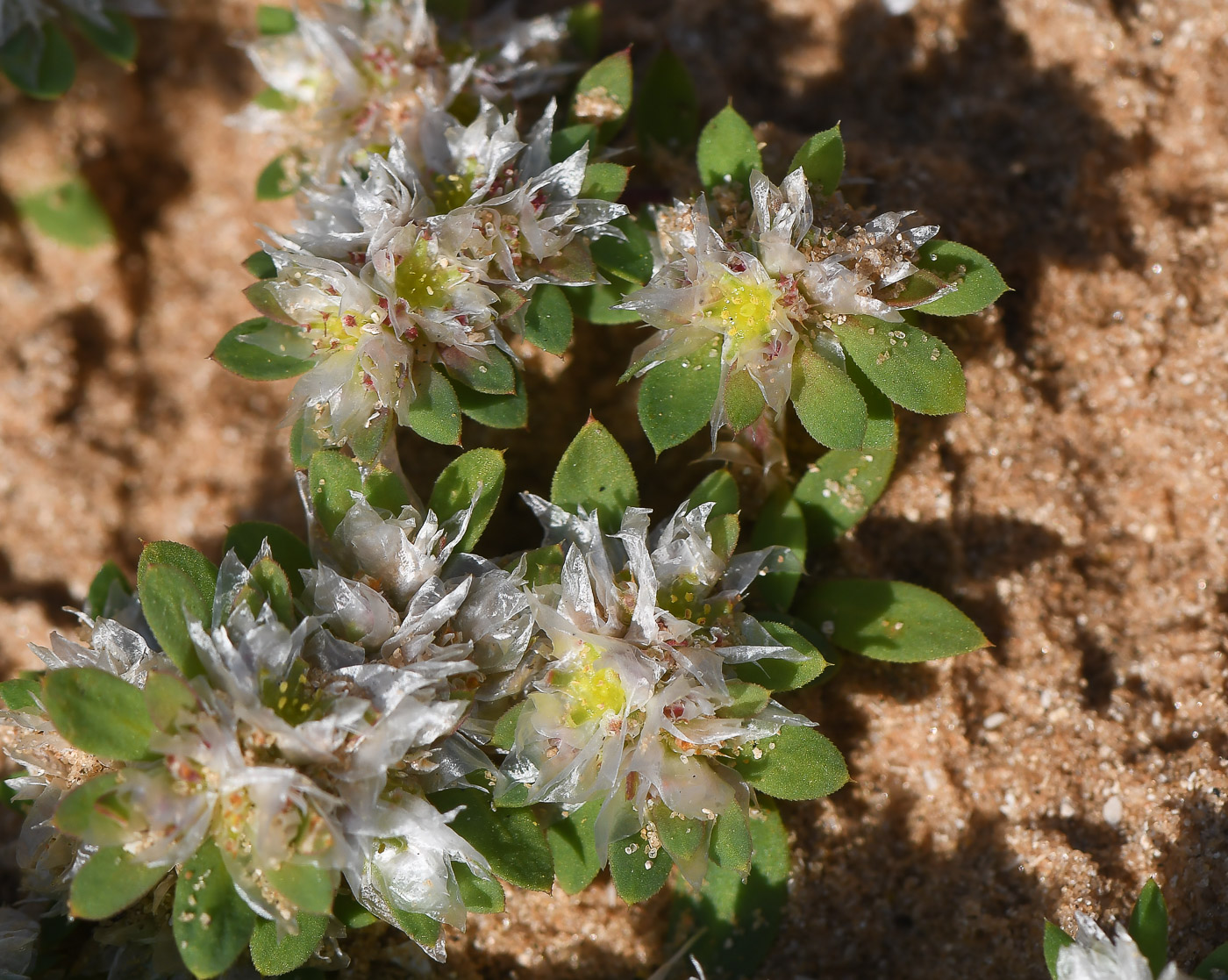 Image of Paronychia argentea specimen.