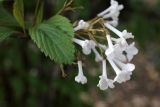 Viburnum farreri