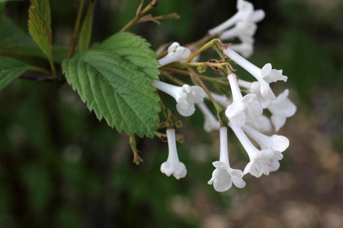 Изображение особи Viburnum farreri.