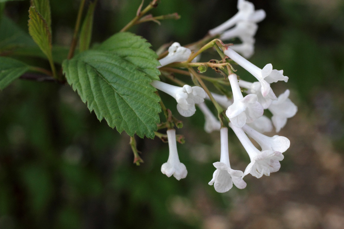 Изображение особи Viburnum farreri.