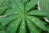 Lupinus × regalis. Лист. Московская обл., дачный участок. 04.09.2006.