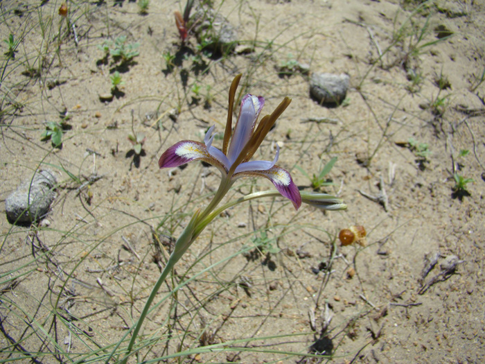 Изображение особи Iris longiscapa.