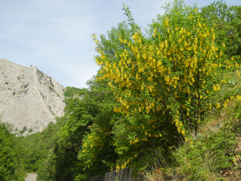 Изображение особи Laburnum anagyroides.