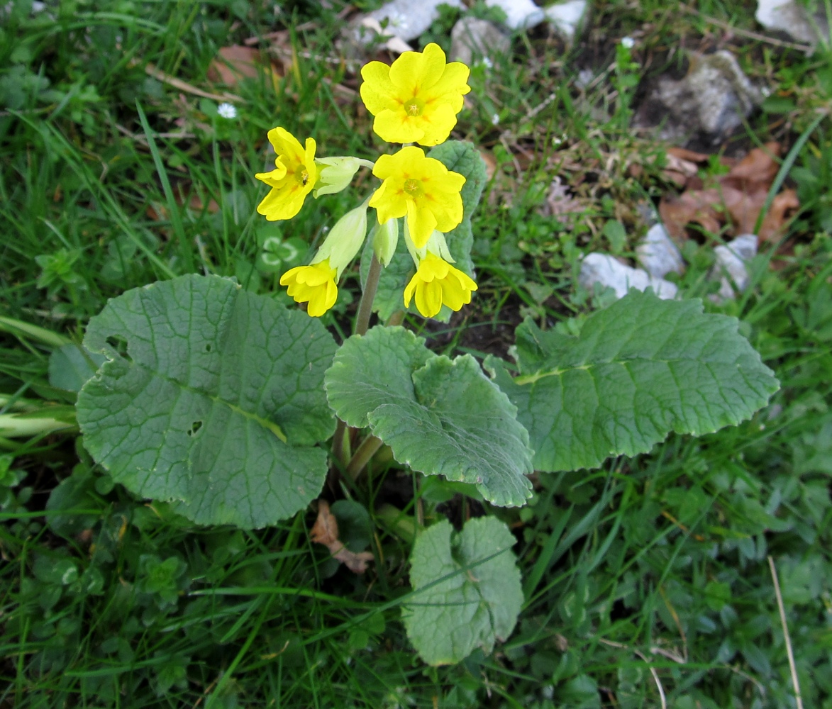 Изображение особи Primula veris ssp. columnae.