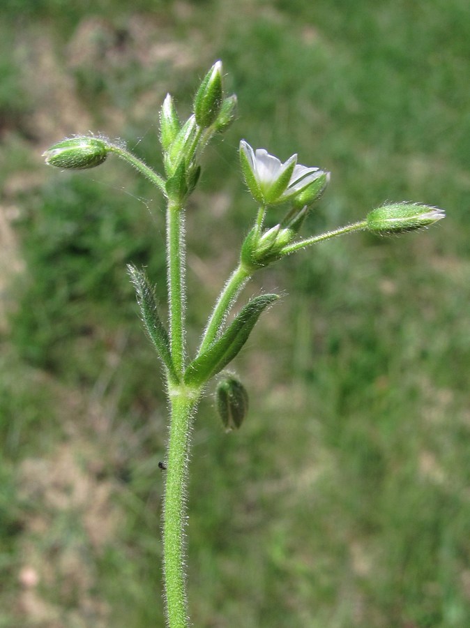 Image of Cerastium brachypetalum ssp. tauricum specimen.