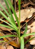 Carex cuspidata