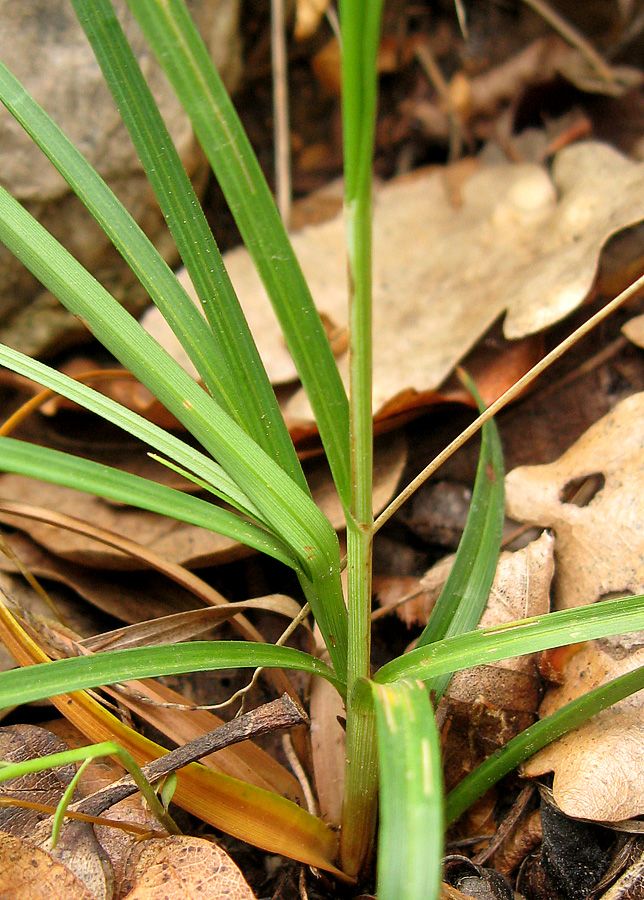 Изображение особи Carex cuspidata.