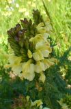 Pedicularis sibthorpii