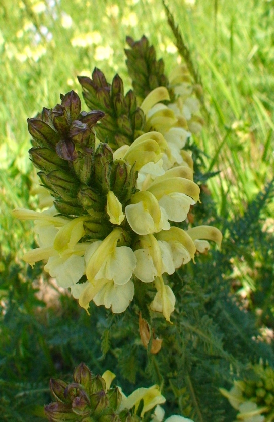 Изображение особи Pedicularis sibthorpii.