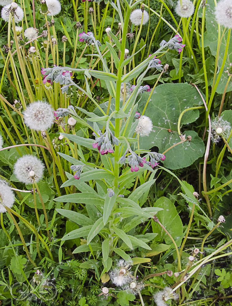 Image of Cynoglossum officinale specimen.