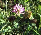 Trifolium pratense