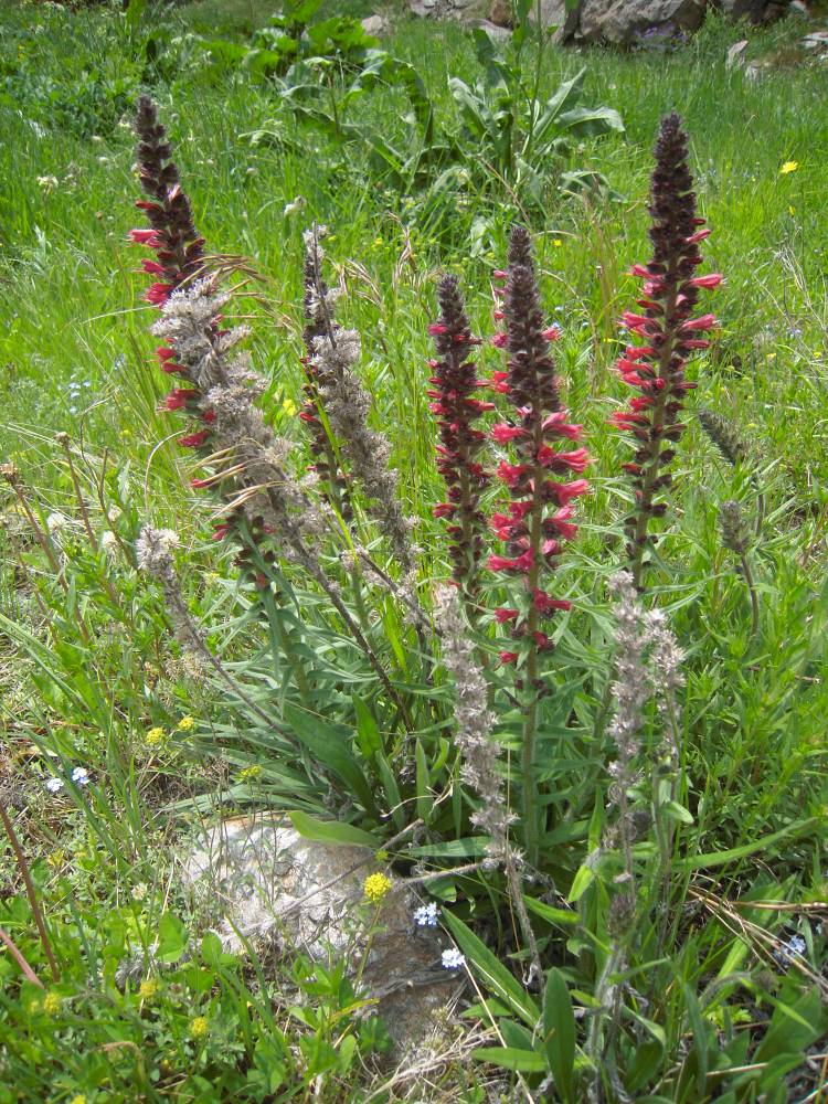 Image of Echium russicum specimen.