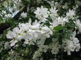 Exochorda giraldii. Соцветия . Украина, Национальный ботанический сад, г. Киев. 16.05.2011.