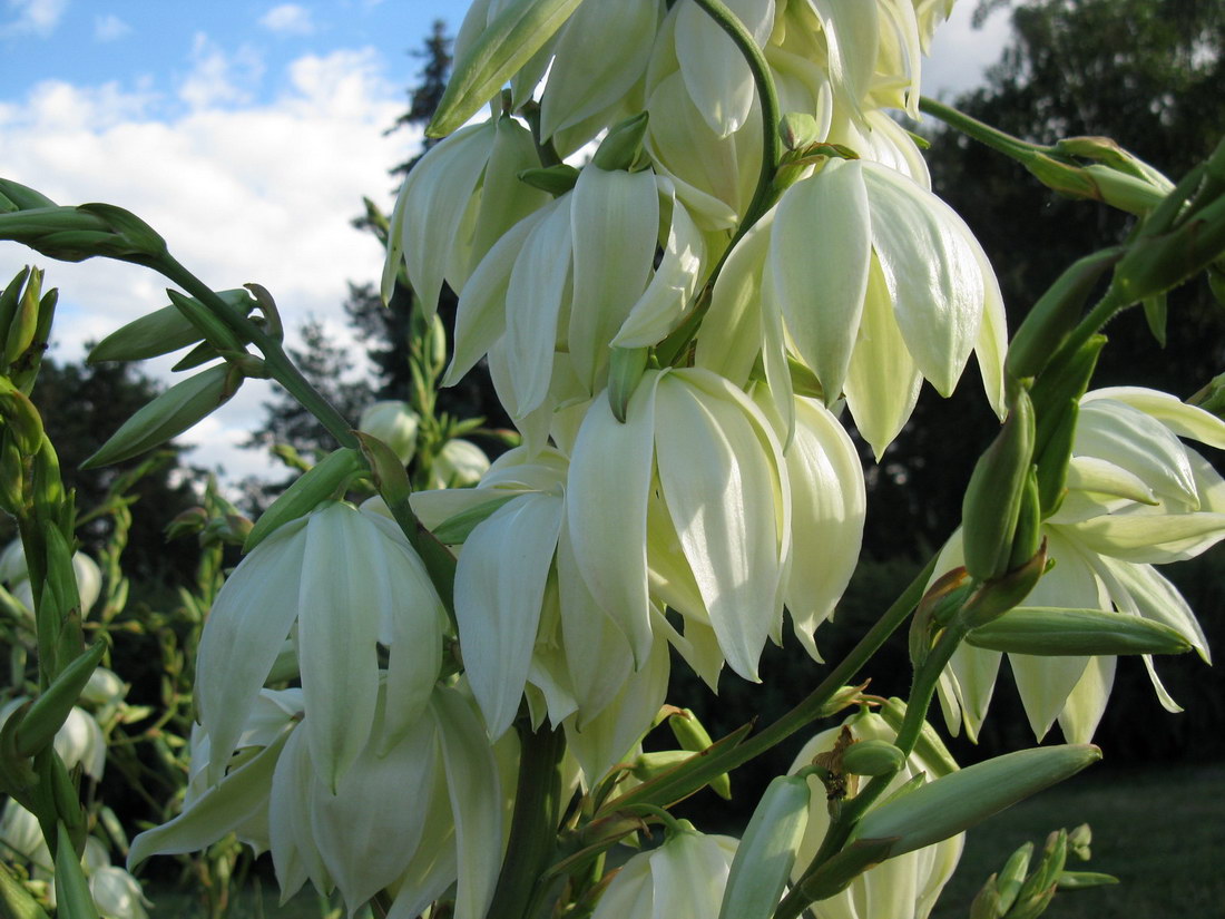 Изображение особи Yucca filamentosa.