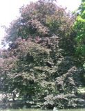 Fagus sylvatica var. purpurea