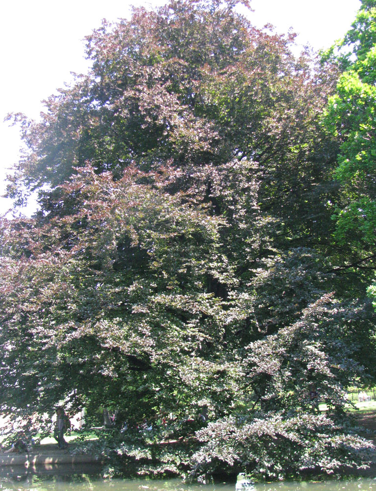 Image of Fagus sylvatica var. purpurea specimen.