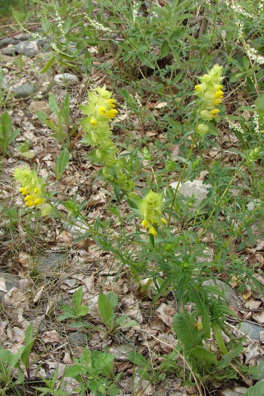 Image of Rhinanthus aestivalis specimen.