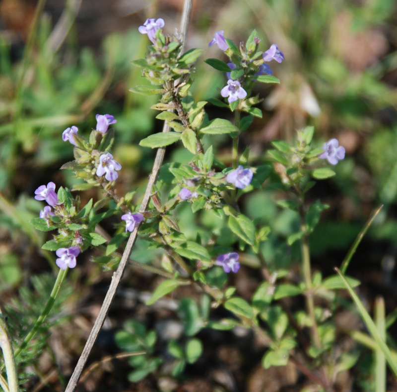 Изображение особи Ziziphora acinos.