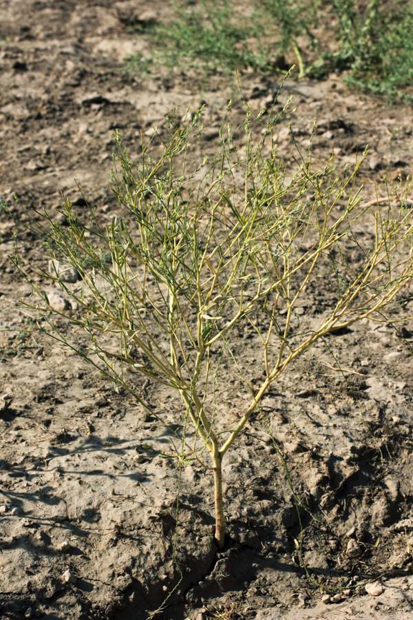 Изображение особи Diarthron vesiculosum.