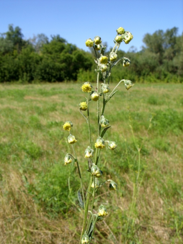 Изображение особи Artemisia armeniaca.