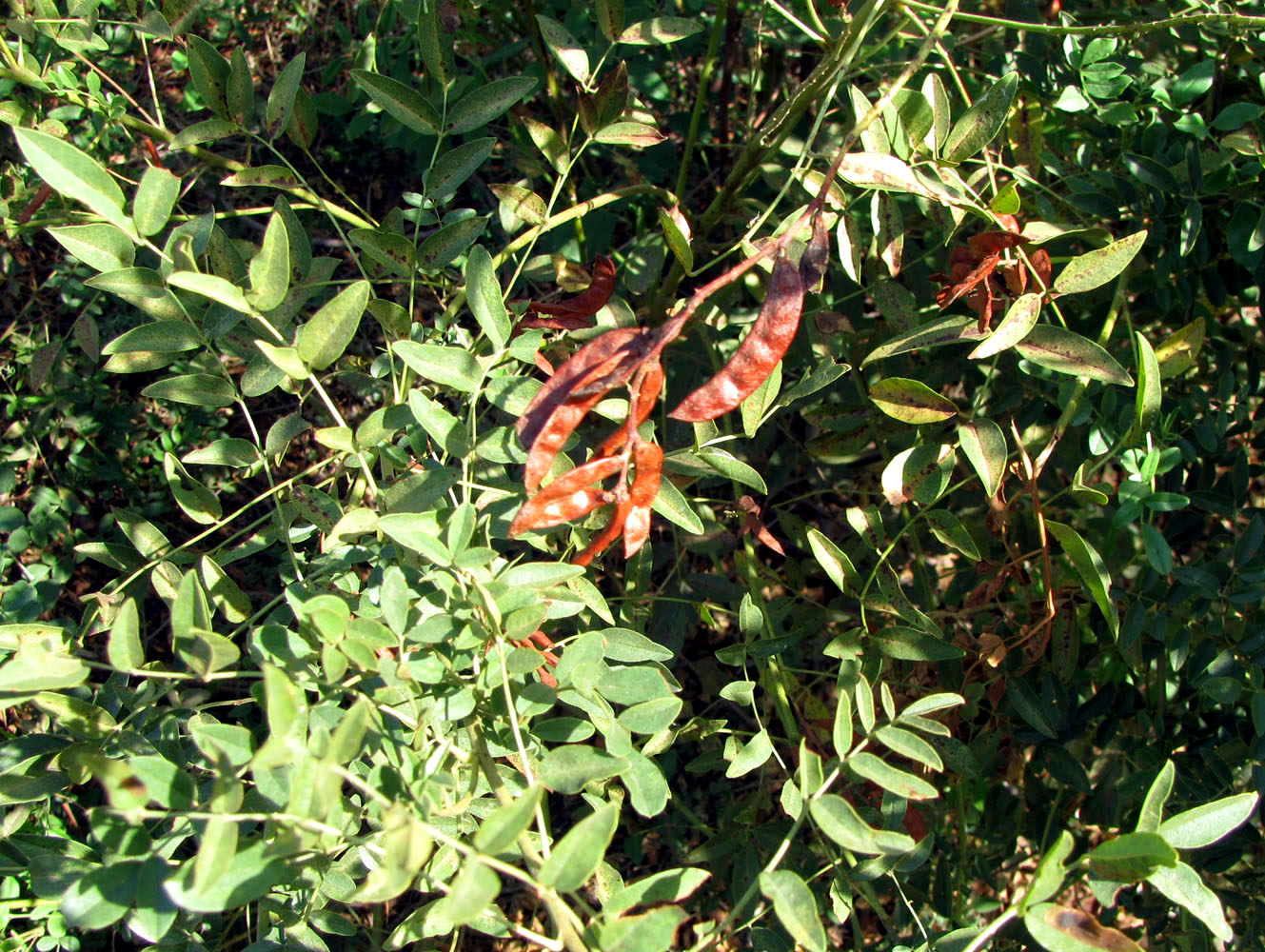 Image of Glycyrrhiza glabra specimen.