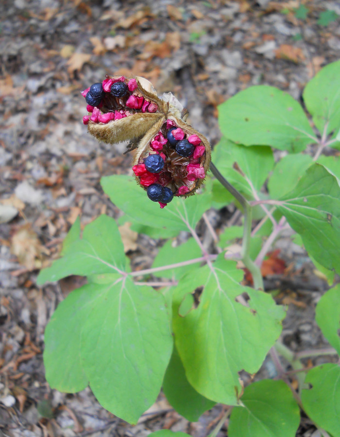 Изображение особи Paeonia daurica.