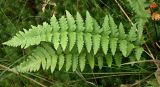 Dryopteris cristata. Вайи. Тверская обл., Центрально-Лесной заповедник, 36 квартал, березняк осоково-долгомошно-сфагновый. 25.08.2012.