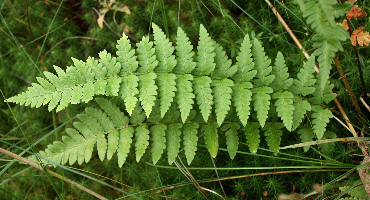 Изображение особи Dryopteris cristata.