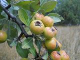 Pyrus elaeagrifolia. Часть ветви с зрелыми плодами. Крым, Ай-Петринская яйла. 23 сентября 2012 г.