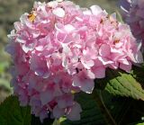 Hydrangea macrophylla. Соцветие. Подмосковье, г. Одинцово, сквер Одинцовского гуманитарного института. Август 2012 г.