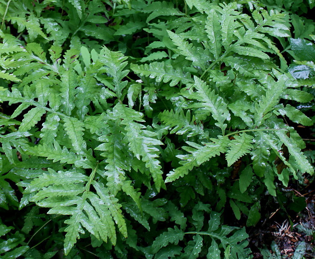 Image of Onoclea sensibilis specimen.