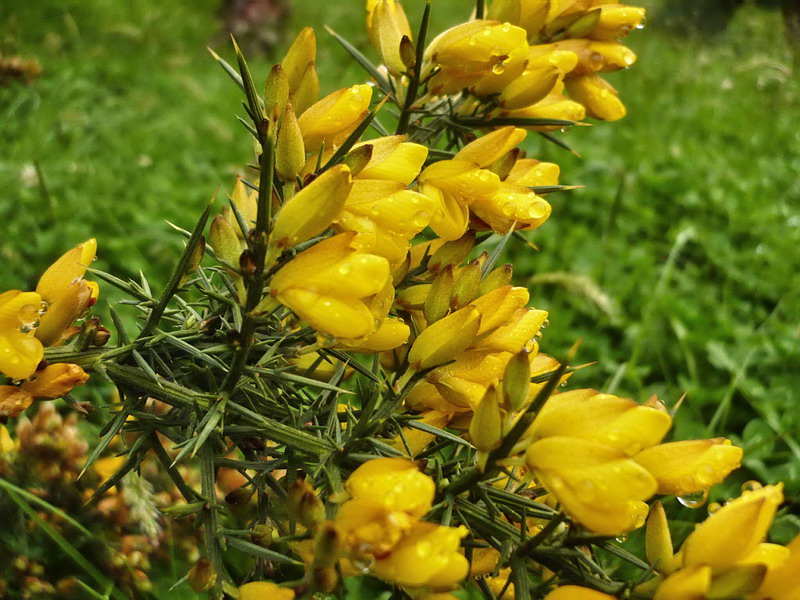 Изображение особи Ulex europaea.