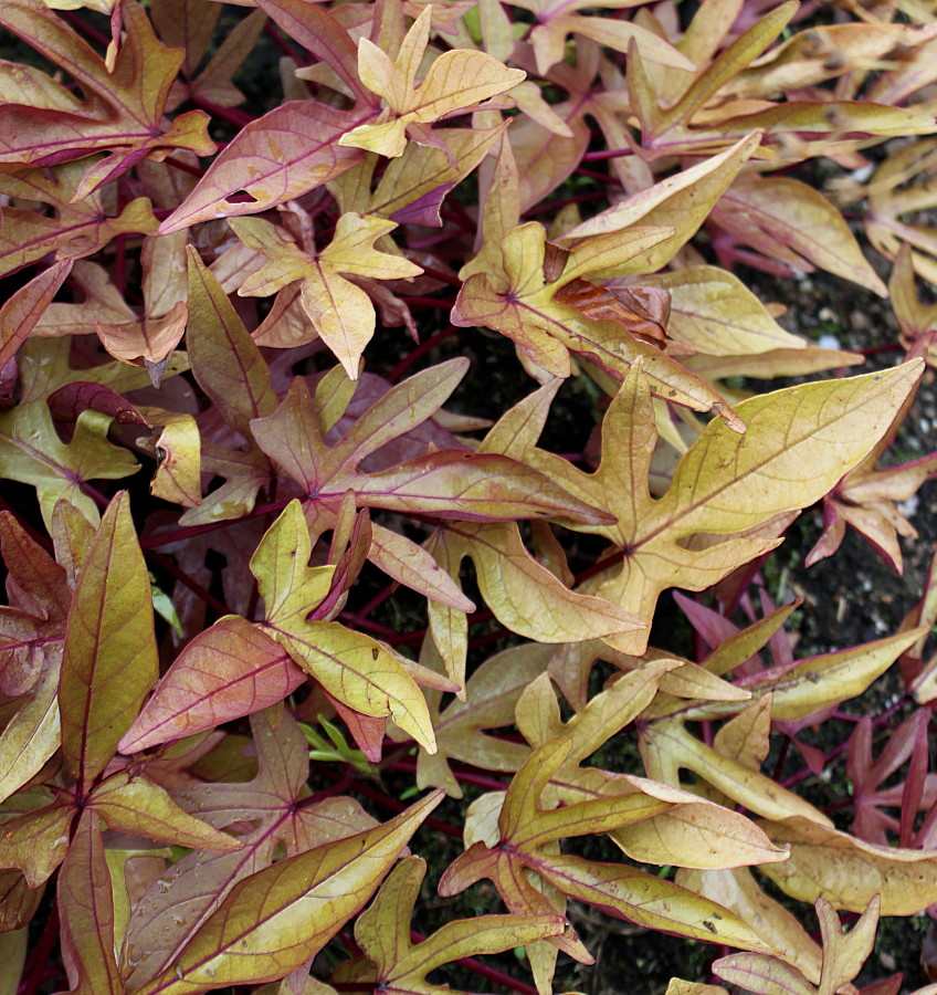 Image of Ipomoea batatas specimen.